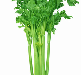 CELERY